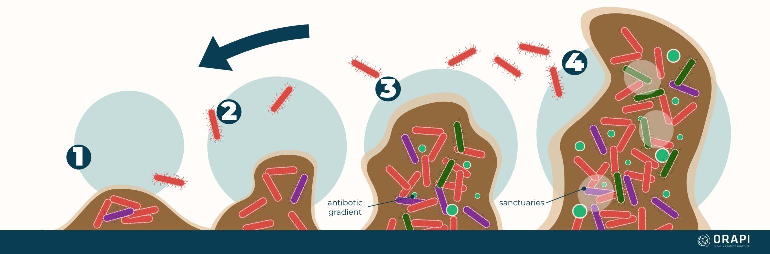 Food Processing and Manufacturing: The Risks of Biofilm Contamination ...