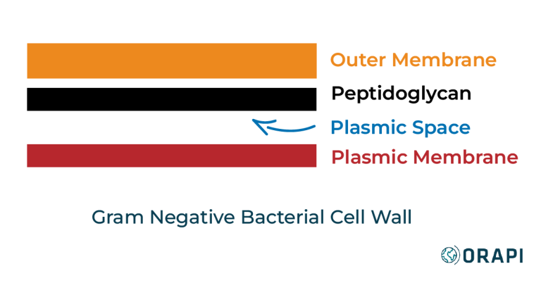 Gram Negative Bacterial Cell Diagram