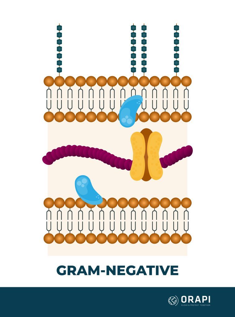 Gram negative bacteria inner membrane