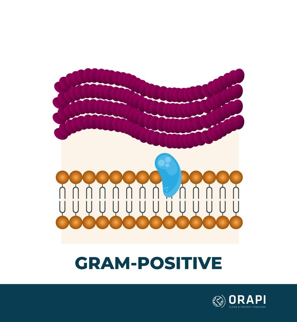 Gram positive bacteria structure