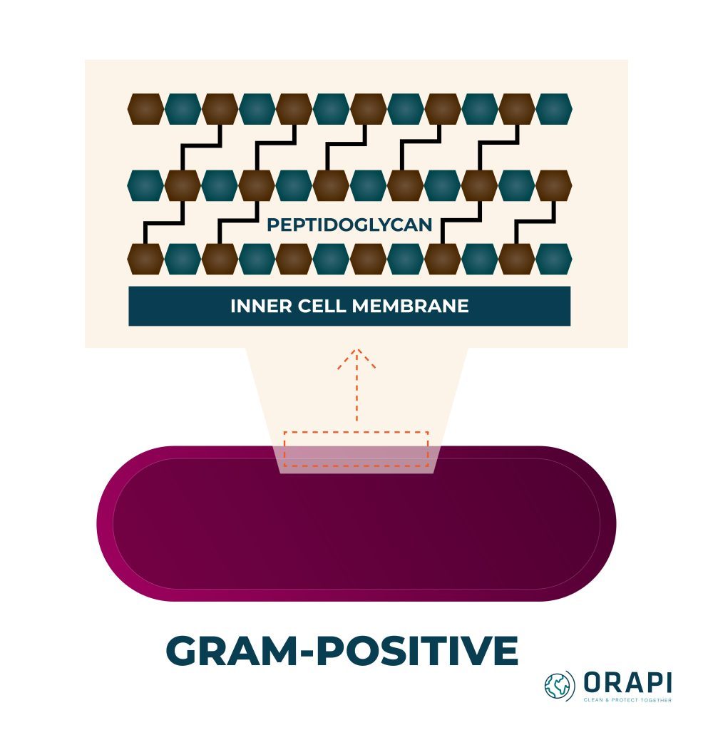 gram positive bacteria outer membrane peptidoglycan