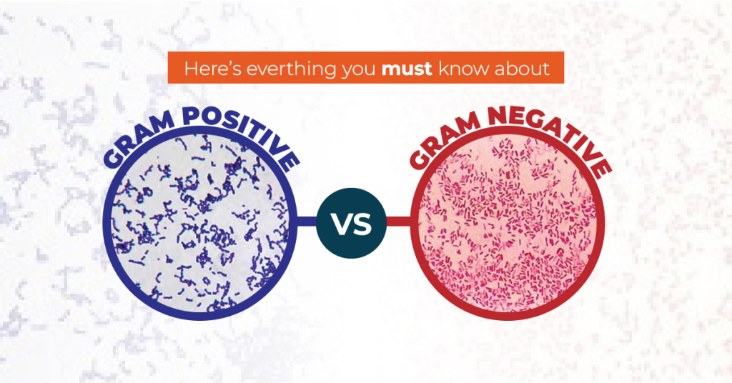 gram positive vs gram negative bacteria what is the difference here all you need to know