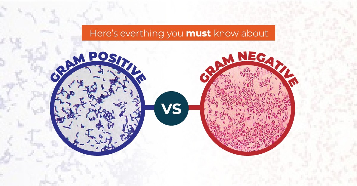 gram negative bacteria