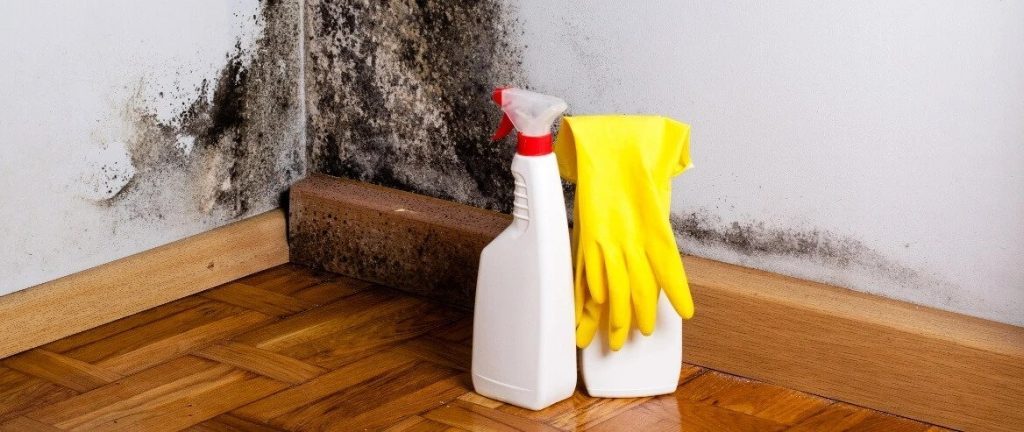 The Best Bleach Solution for Mold in Your Home
