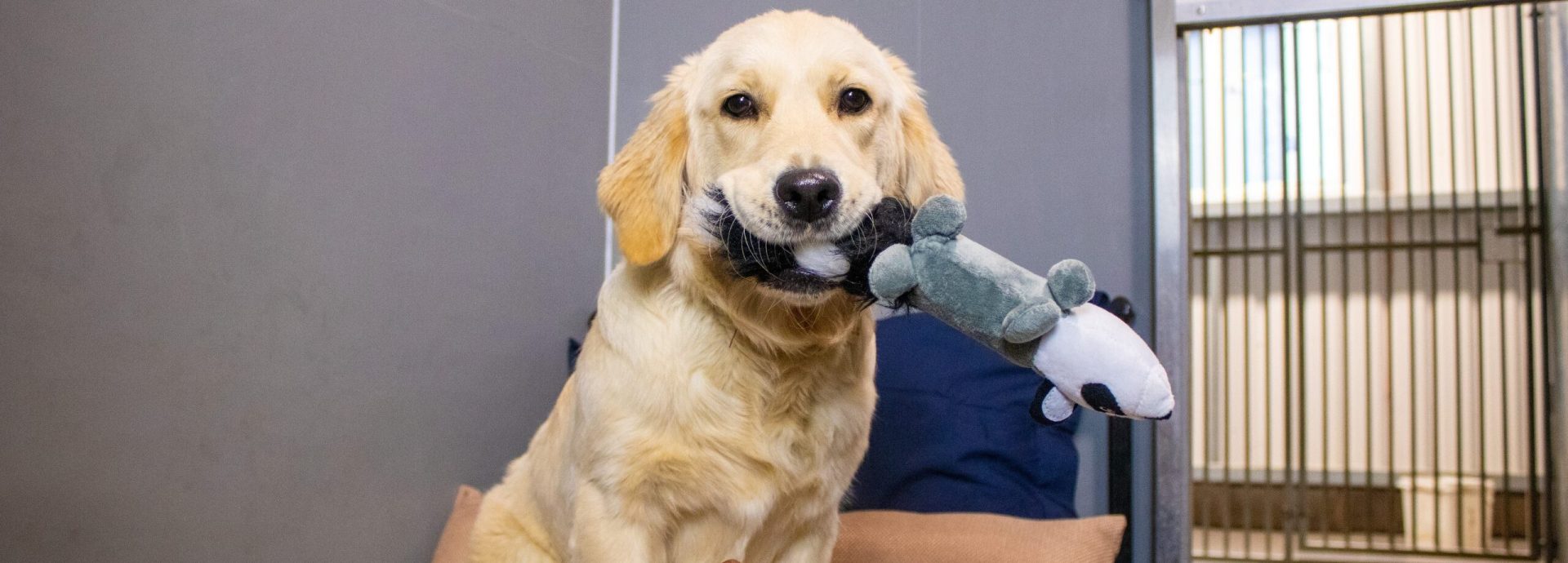 The Pet Friendly Guide to Optimal Kennel Cleaning ORAPI Asia