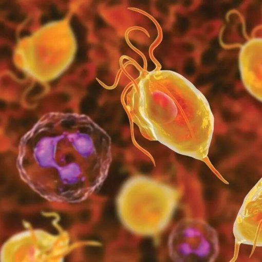 Can You Get STD/STI From a Toilet Seat? ORAPI Asia