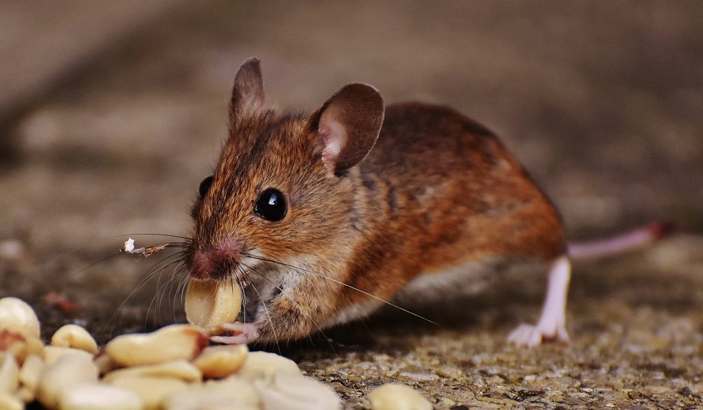 keep pests at bay to maintain food safety