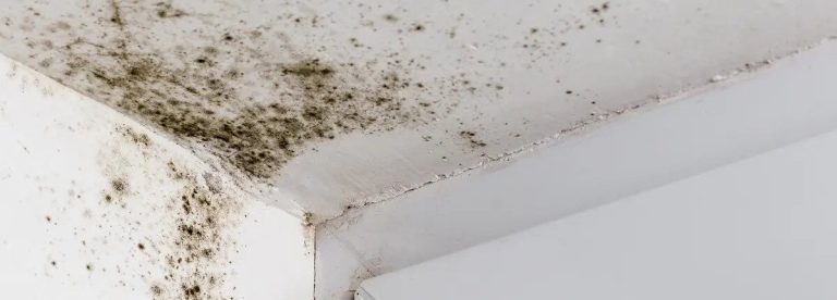 mold problem at home
