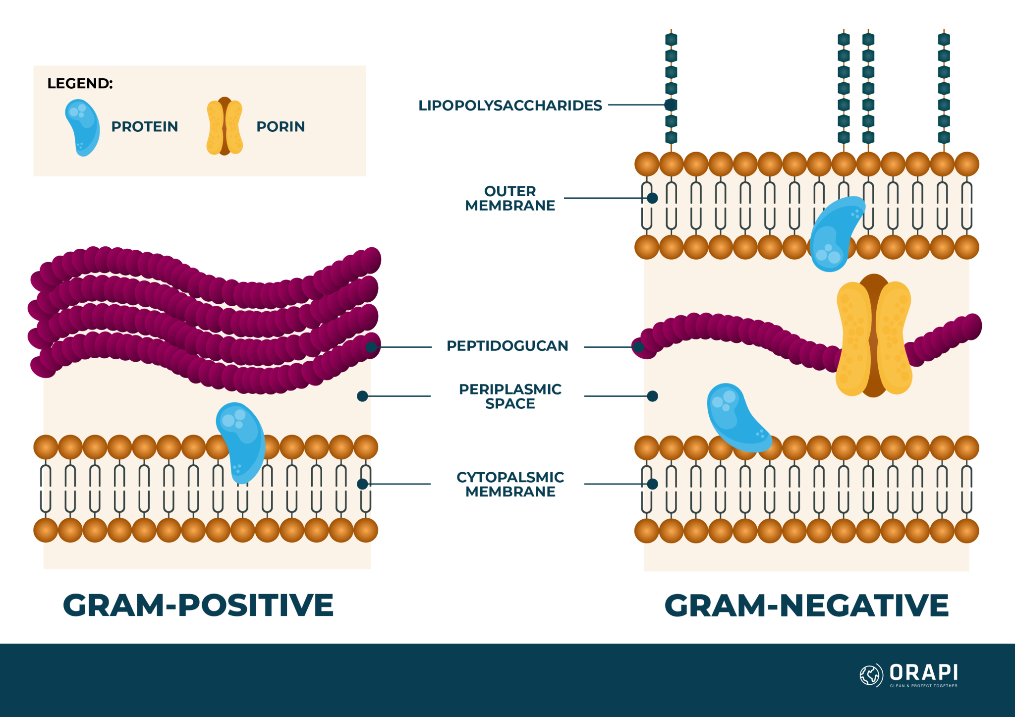 Gram Positive vs Gram Negative Bacteria | ORAPI Asia